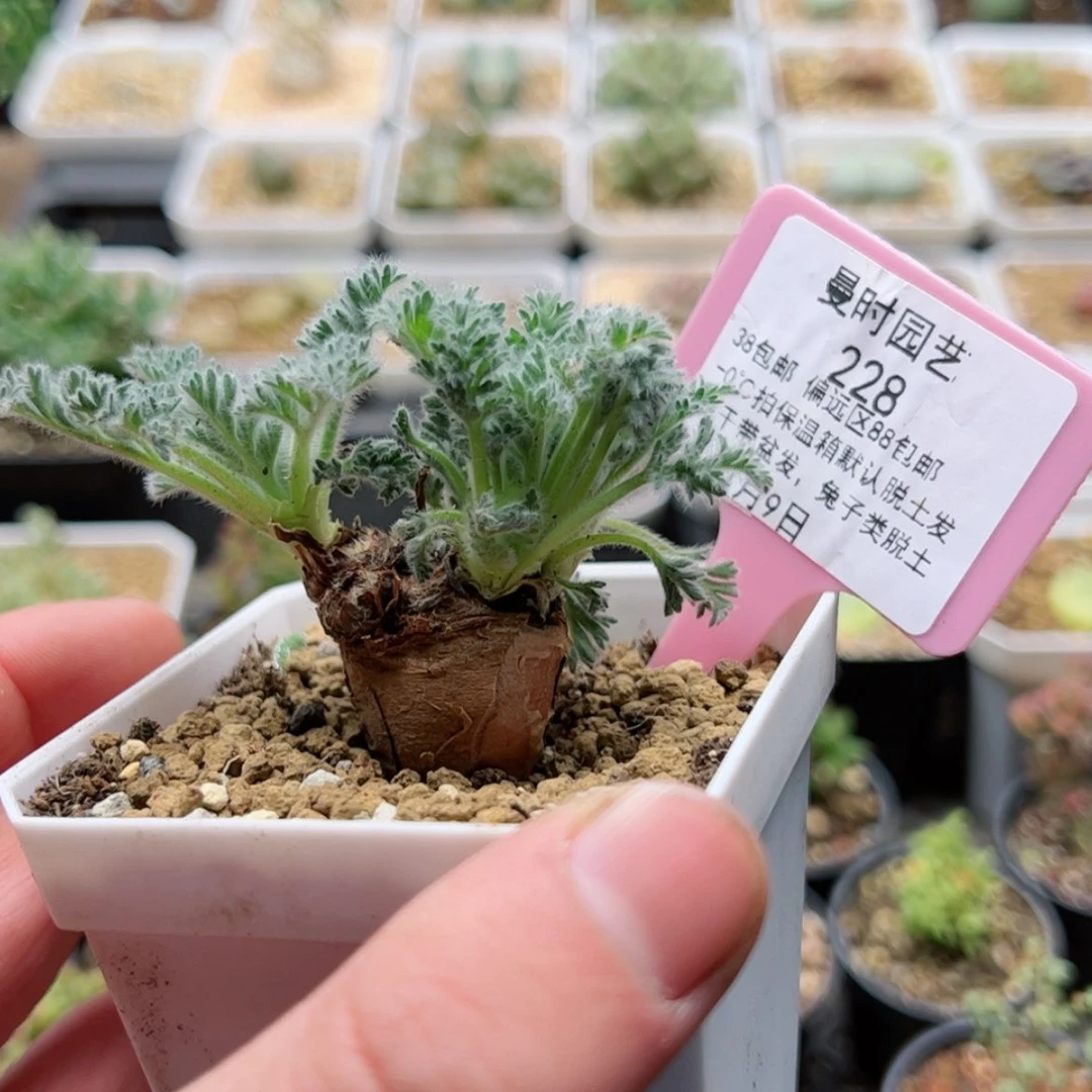 【闪购商品】1.9羽叶洋葵福利多肉228