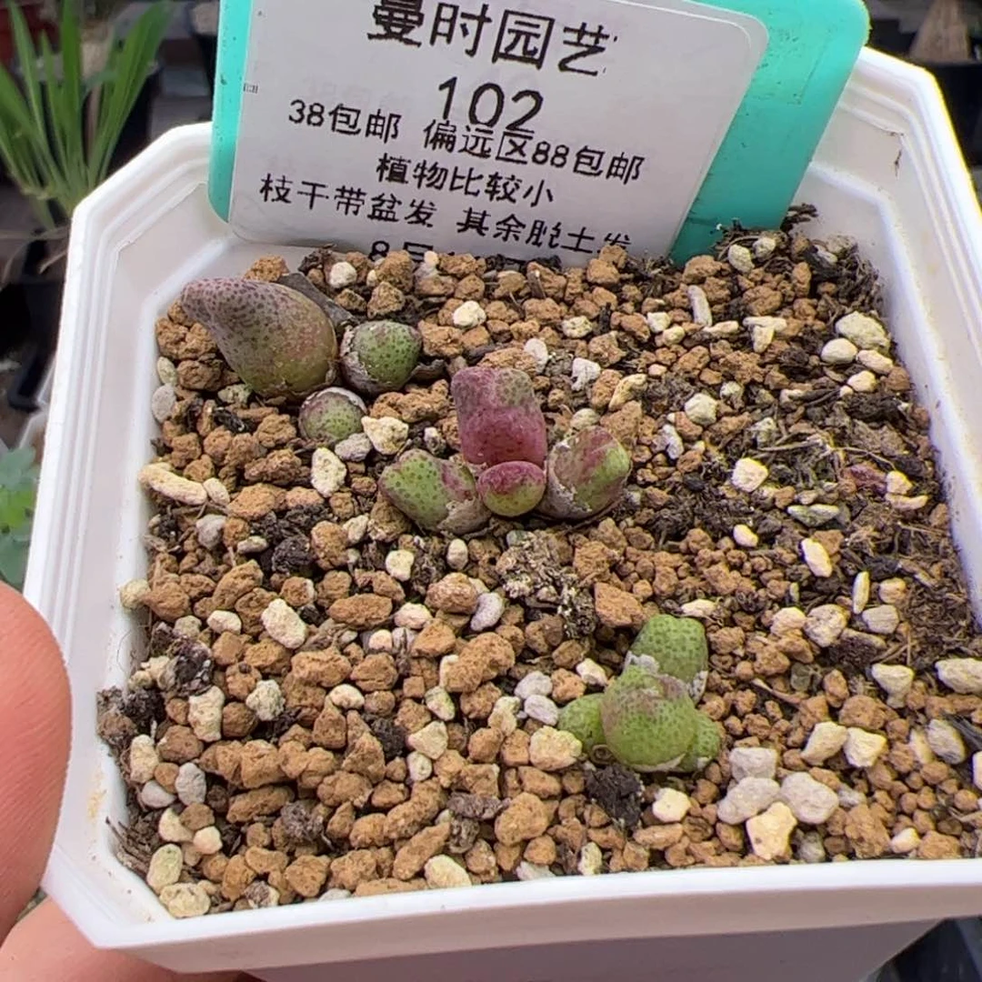 8.16三个草莓斑马多肉102