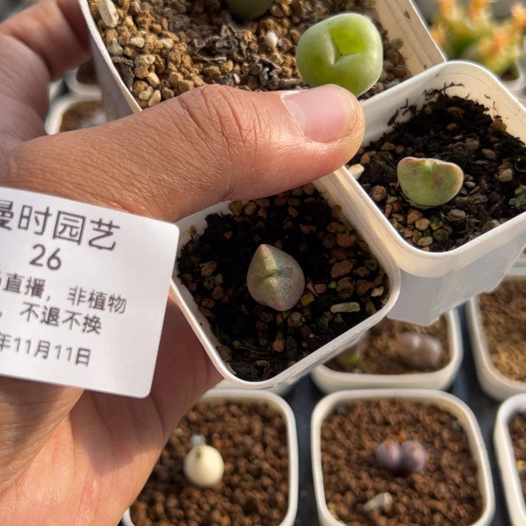 薄****11.11大眼睛多肉植物26