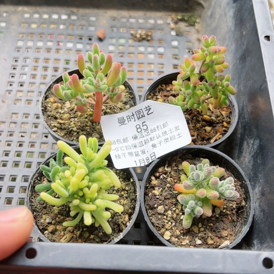 【闪购商品】小*宝1.8四个多肉85