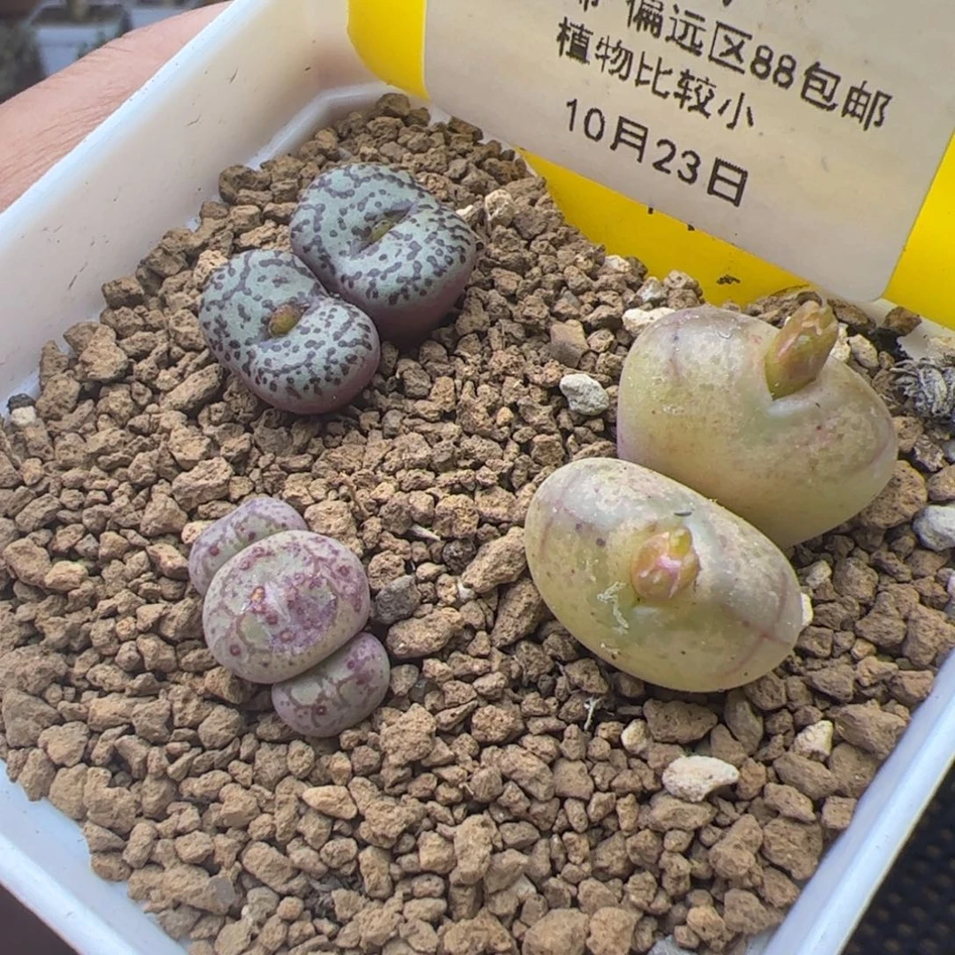 10.23甩卖多肉植物467