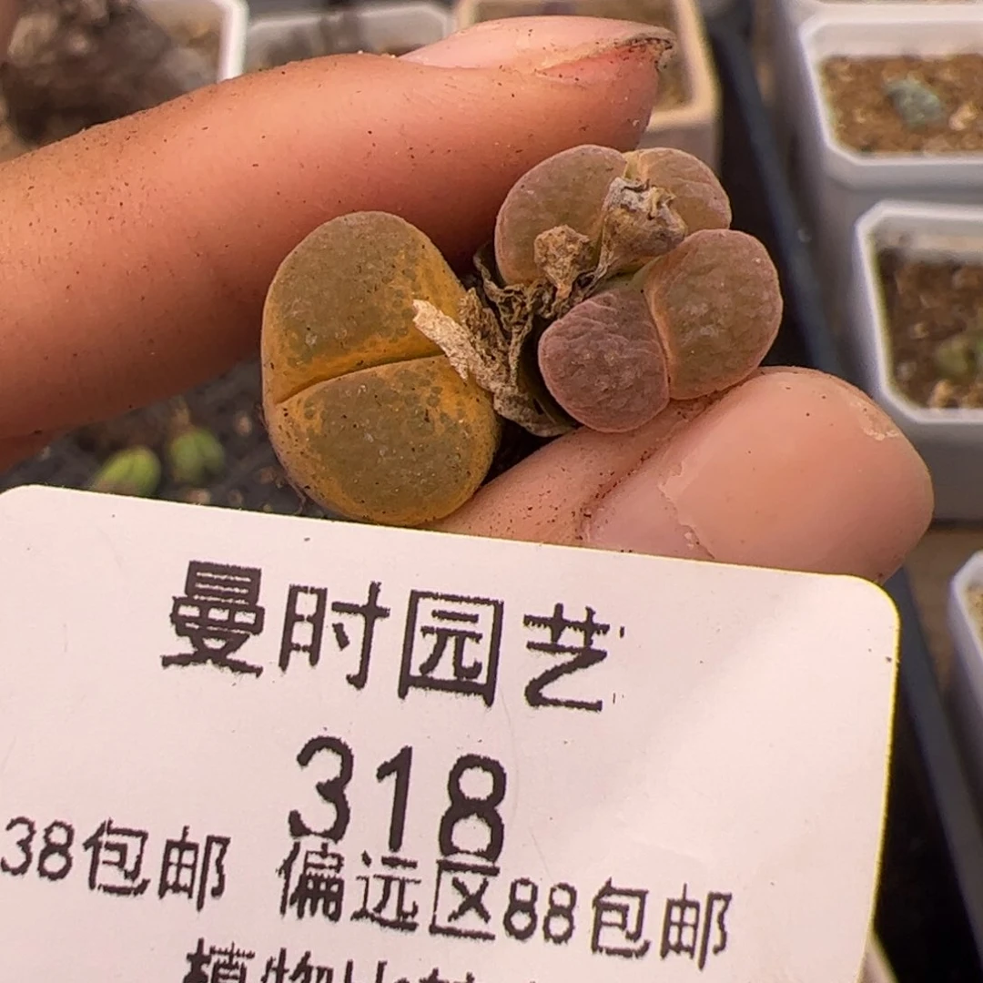 p*p318号风铃8.24多肉