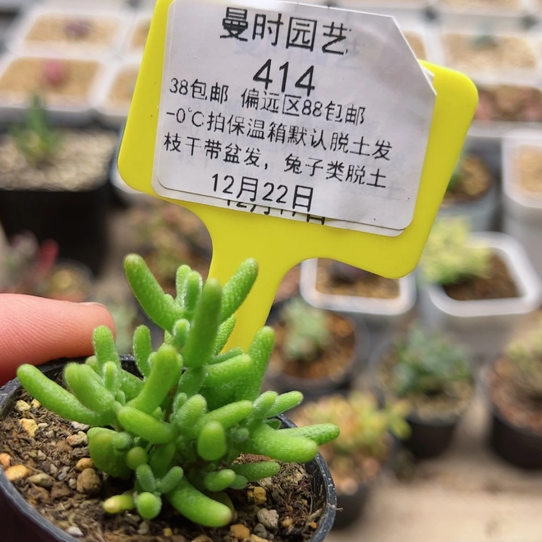 【闪购商品】牛***裤12.22蜜桔多肉414