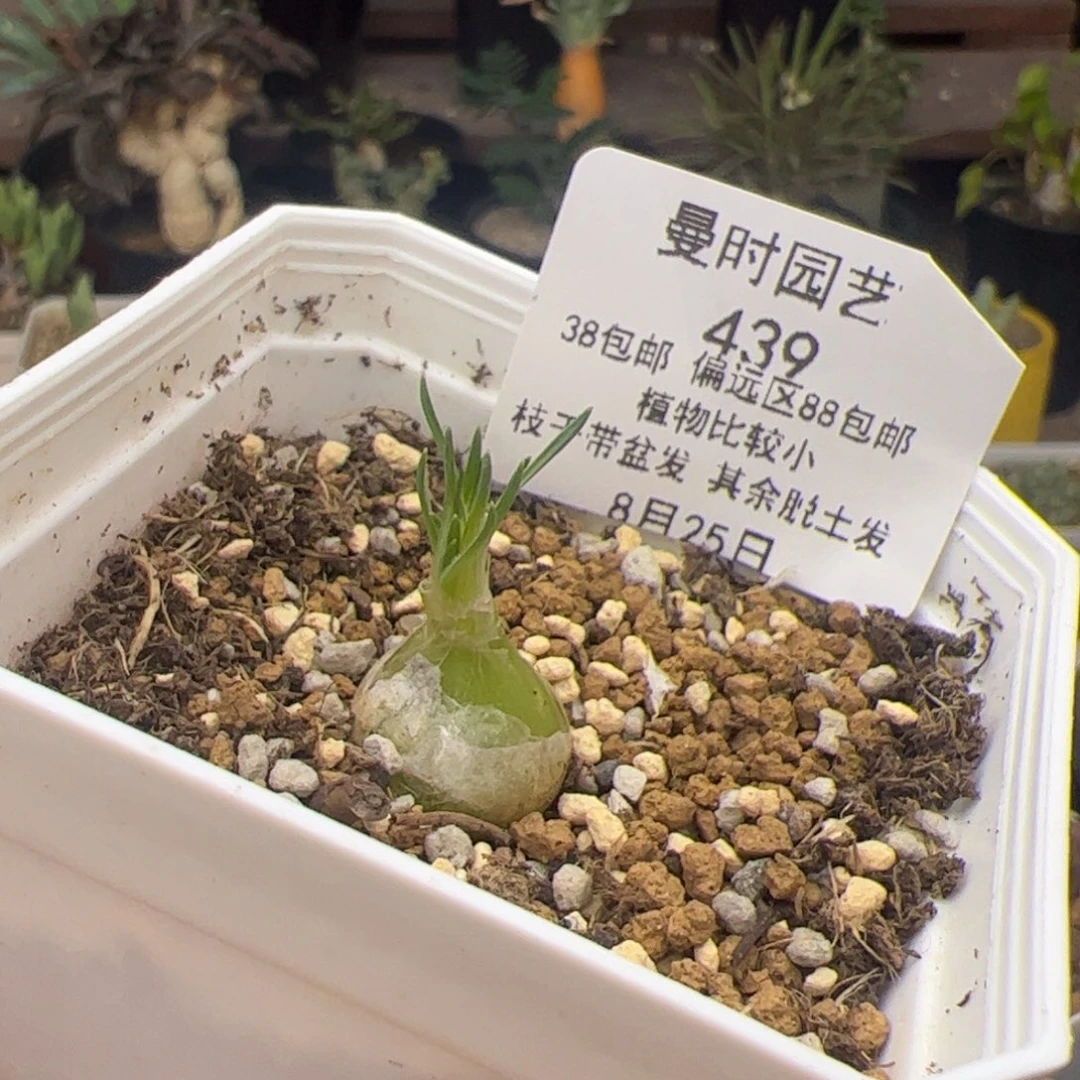 8.25迷你海葱多肉439