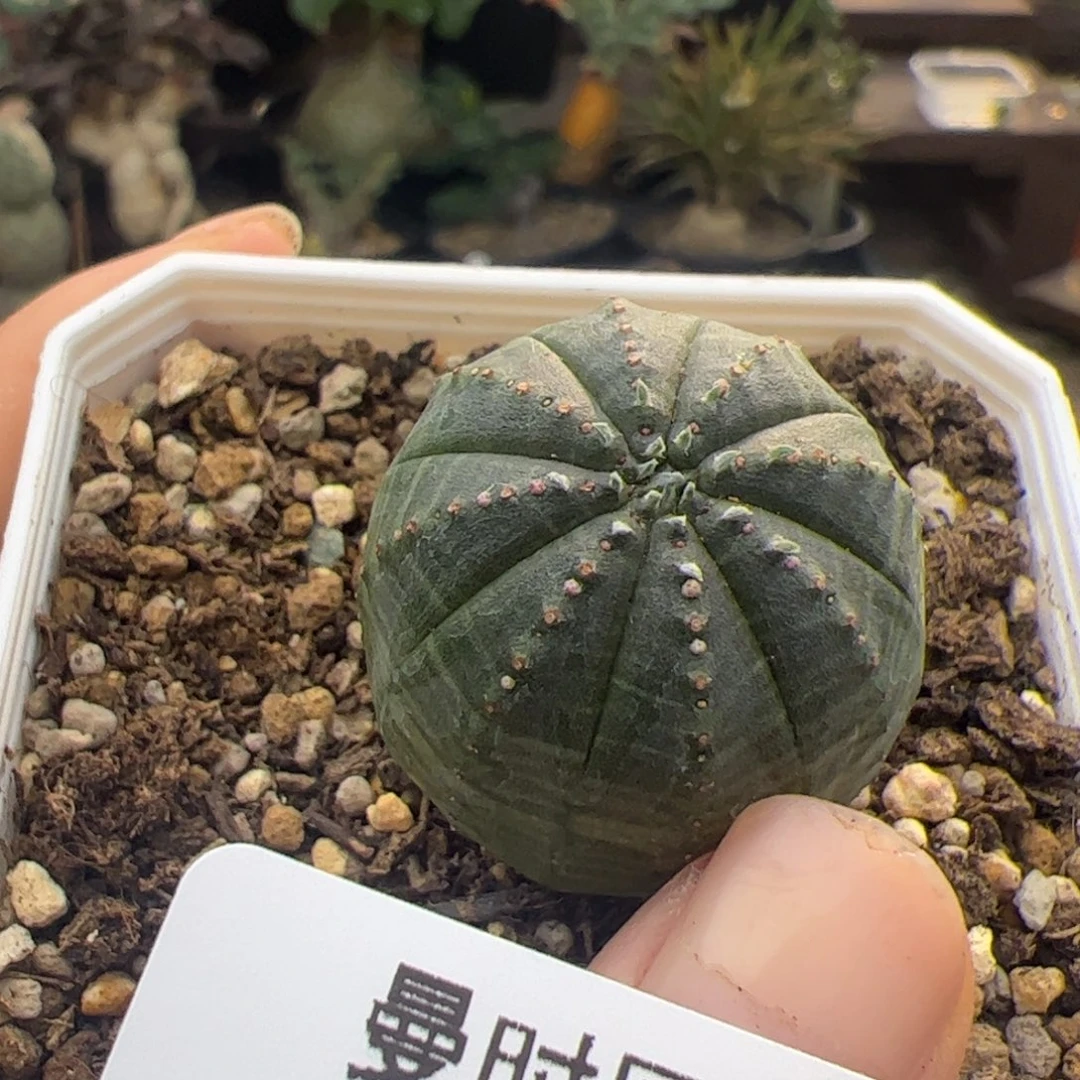 2号布纹球8.26多肉