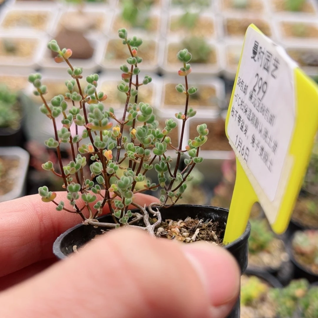 【闪购商品】1.6莱斯多肉299