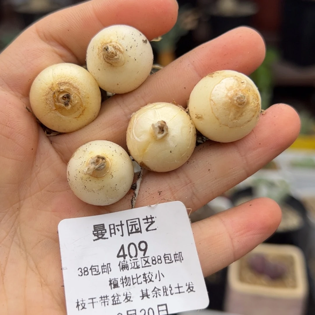 8.20一个紫镜多肉409