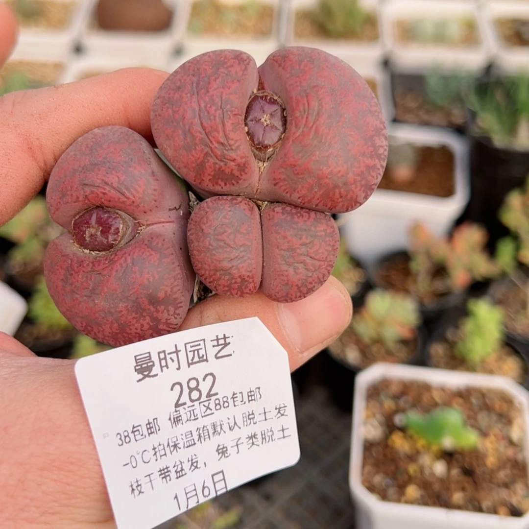 【闪购商品】8*51.6酒红多肉282