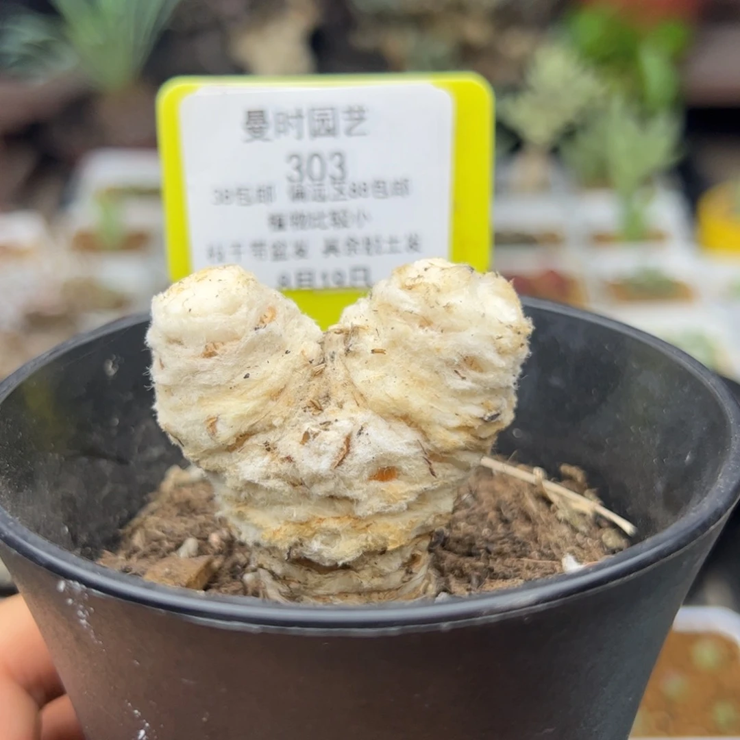 8.19刨花多肉303