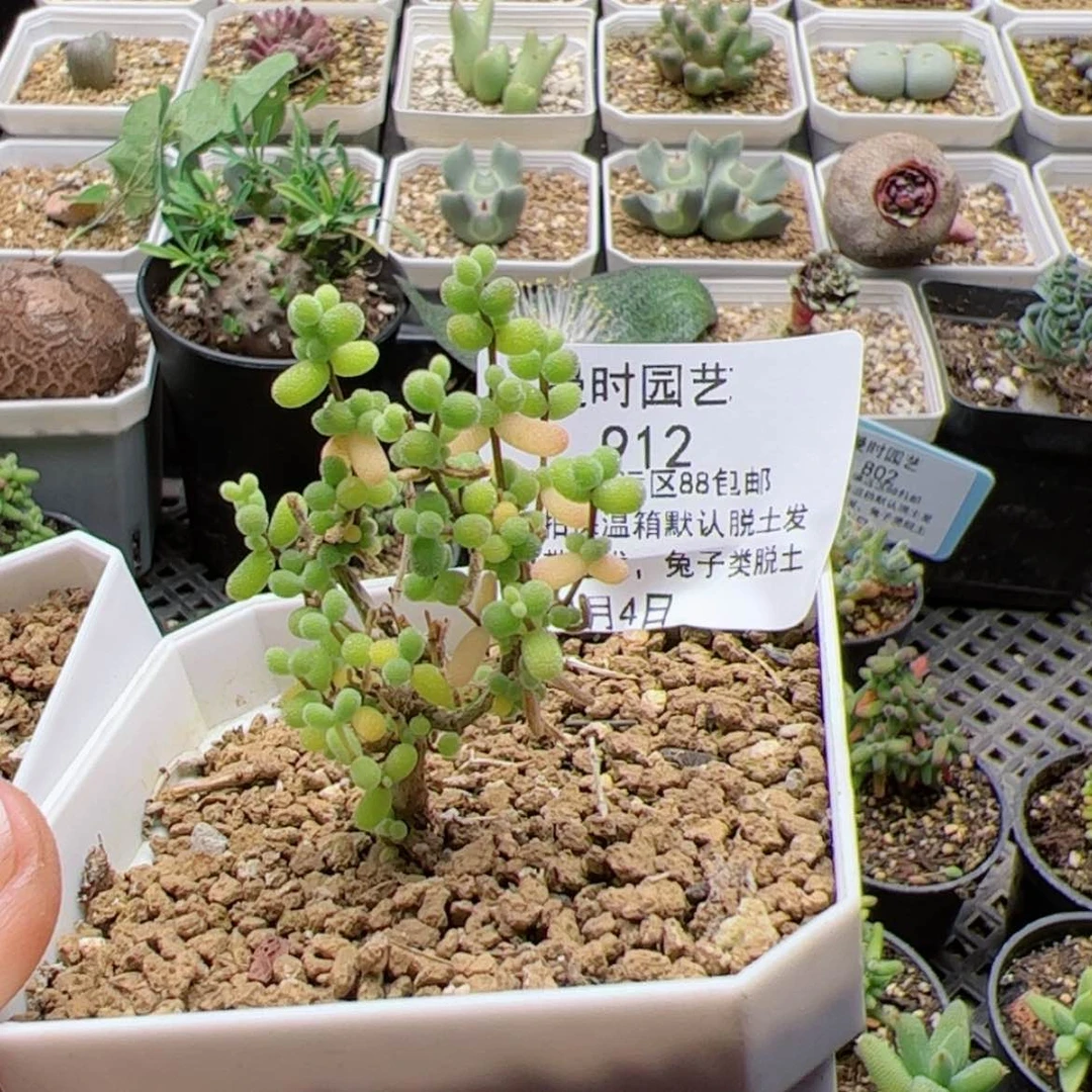 【闪购商品】✨****?1.4葡萄米多肉912