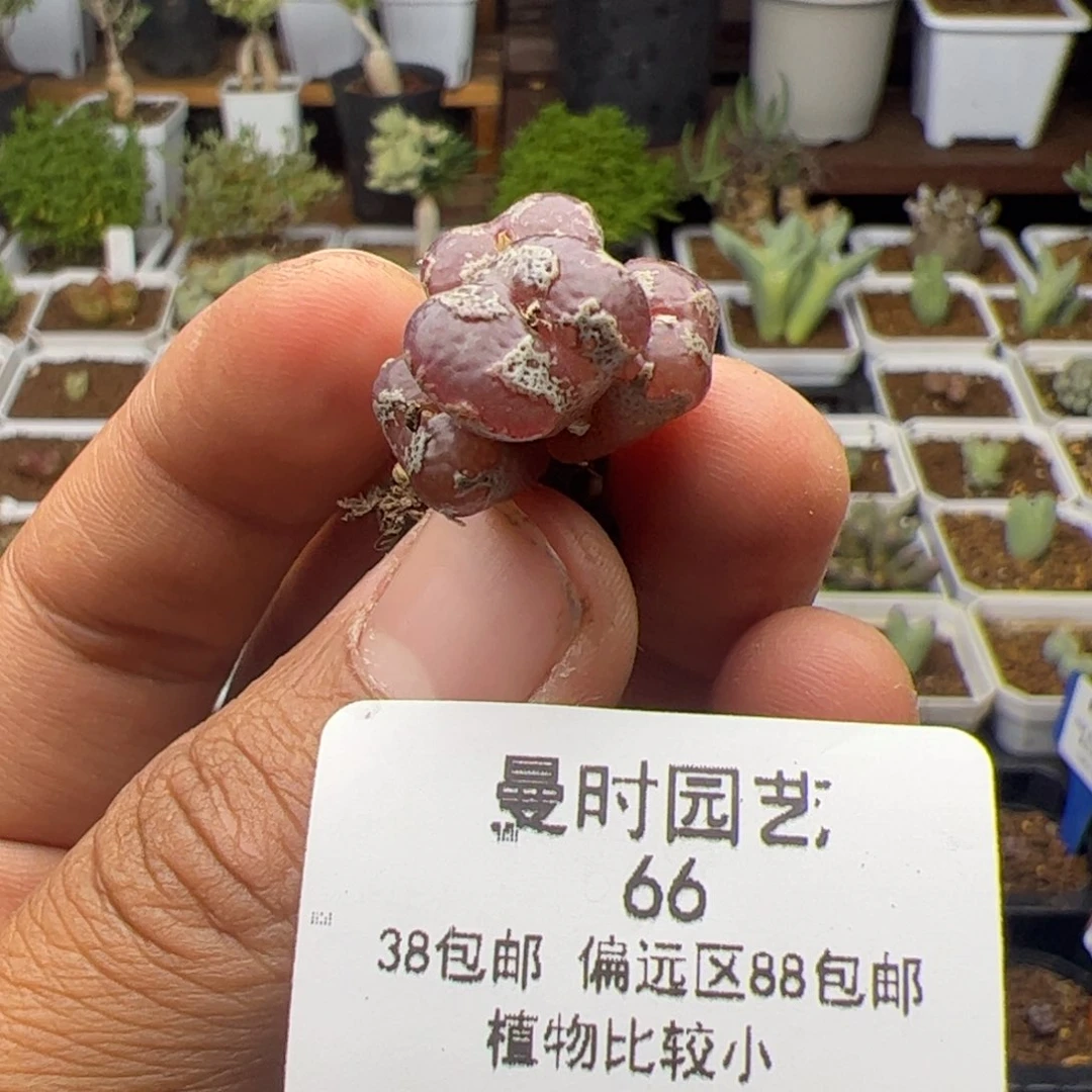 领*10.21超级蝴蝶多肉植物66