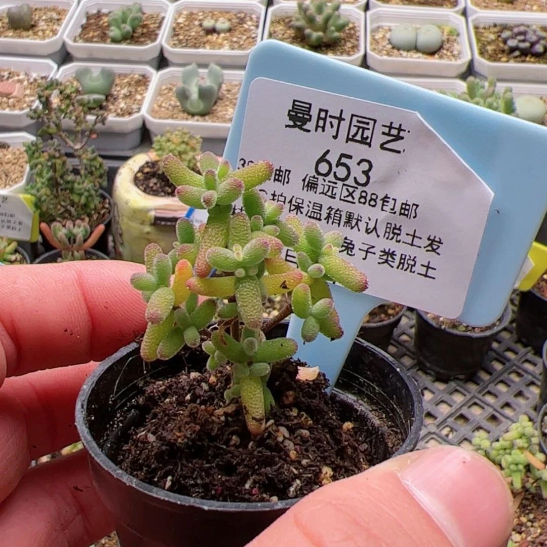 【闪购商品】?****?1.3糖球黄锦多肉653