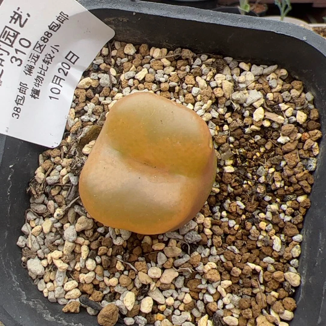 310号毛10,20多肉