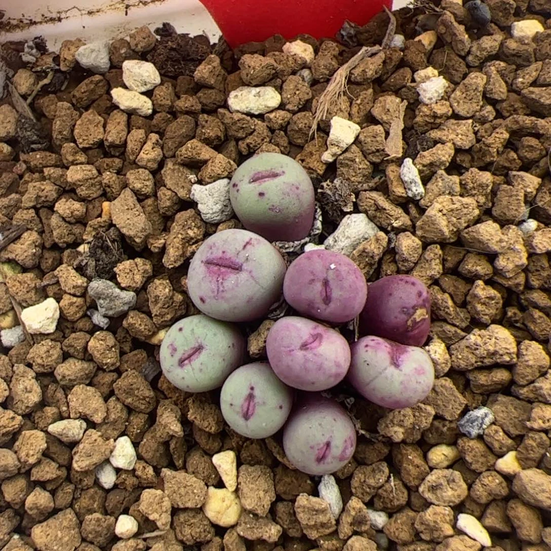 15号小红嘴8.26多肉