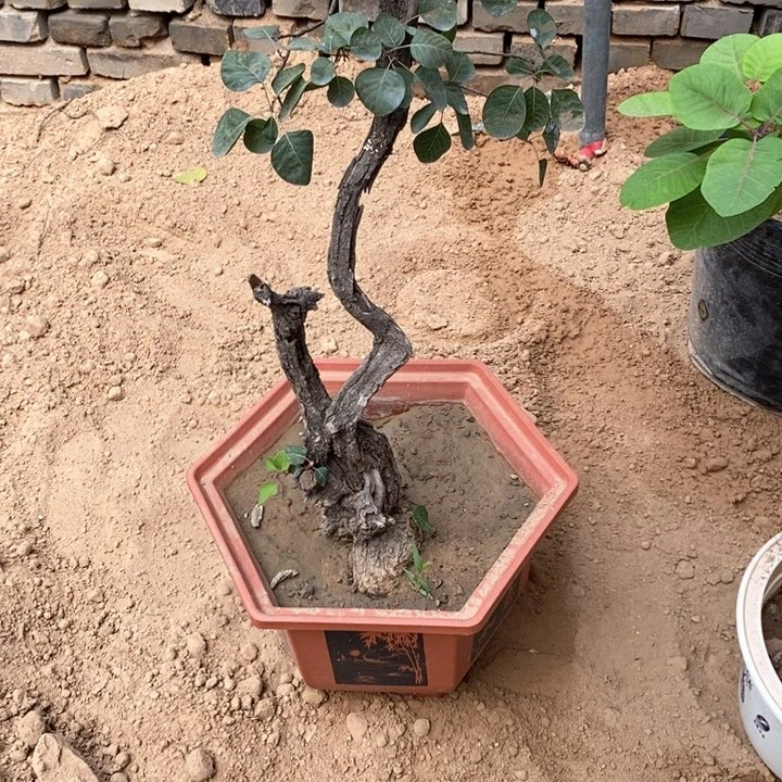 黄栌盆景黄栌盆景艺术