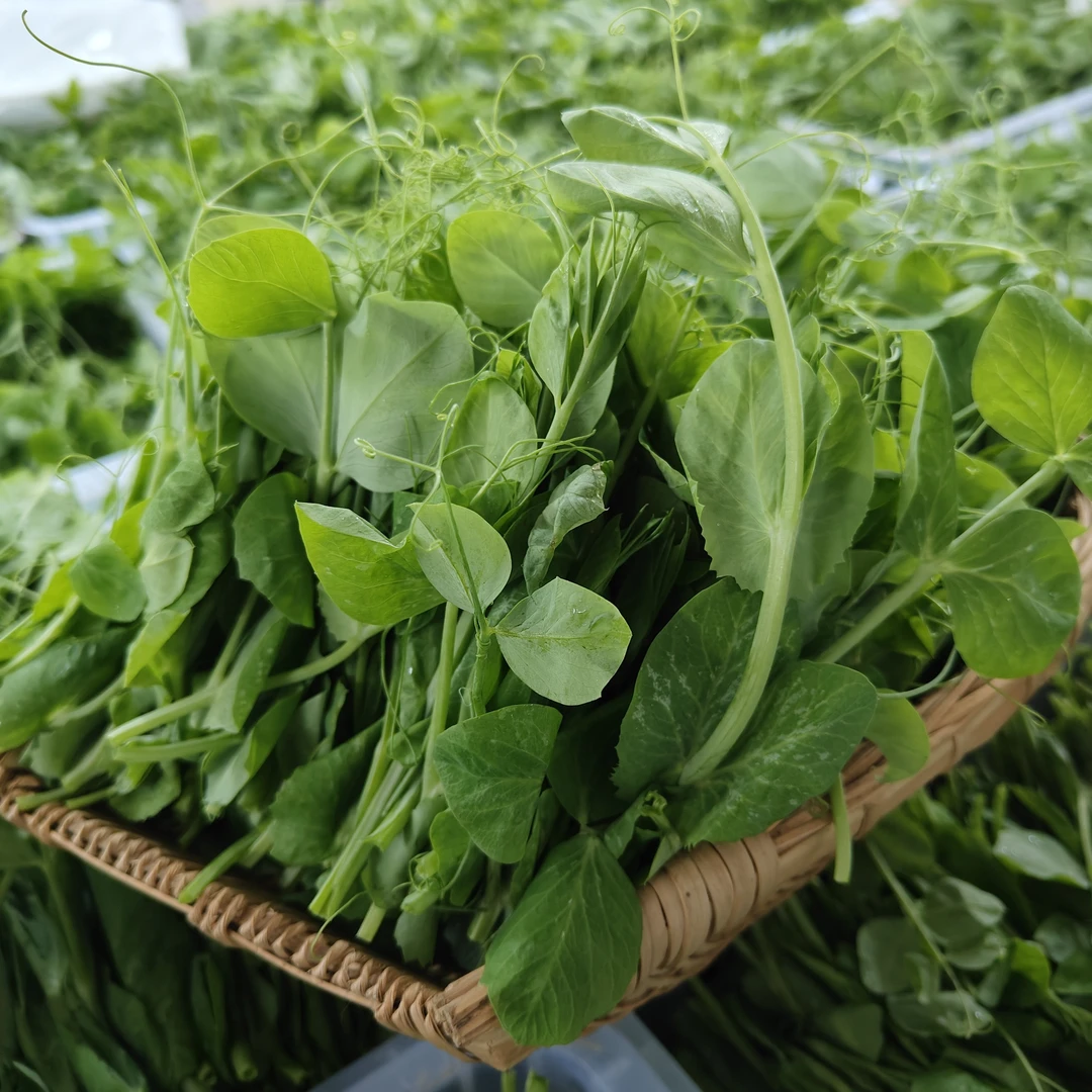 四川农家种植豌豆尖豌豆苗龙须菜现摘现发 脆嫩巴适
