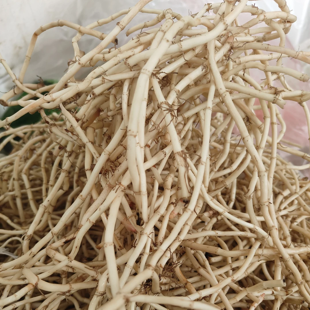 四川农家新鲜现挖折耳根嫩根