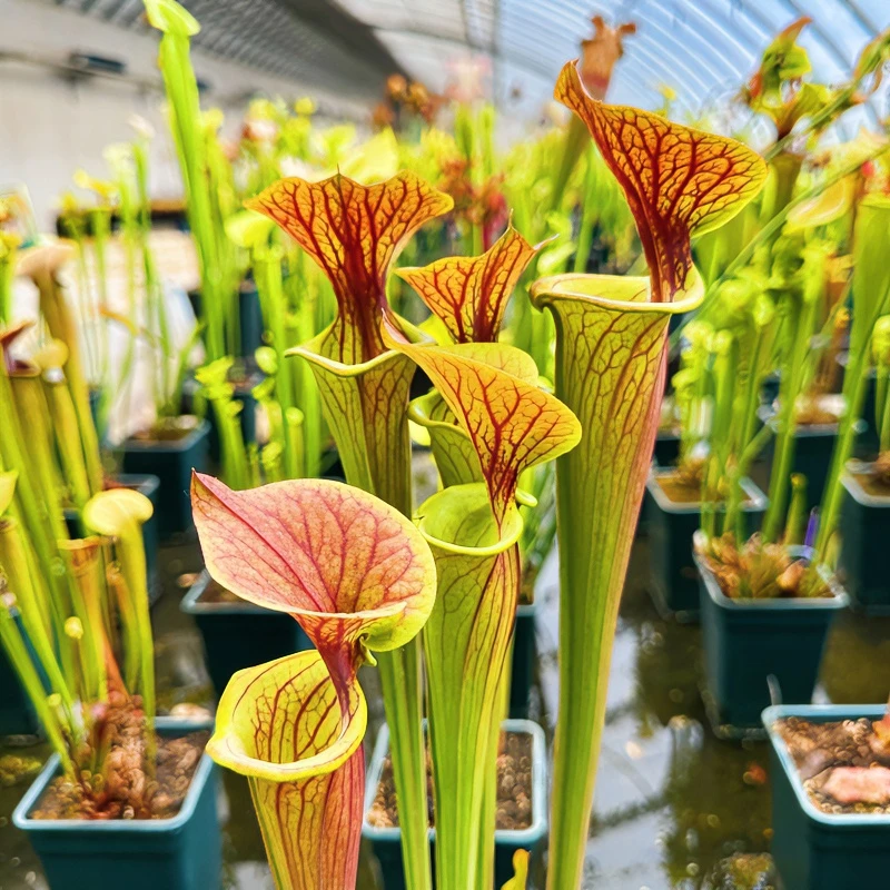 大瓶子草直播一物一拍