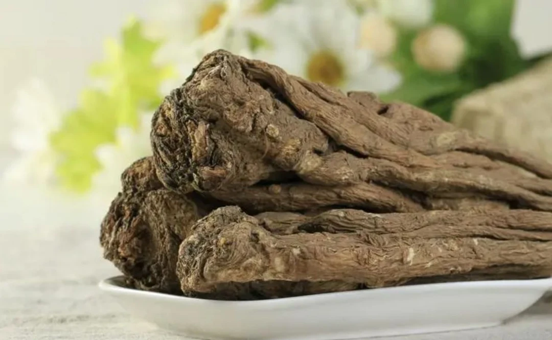 极边印象——云南当归