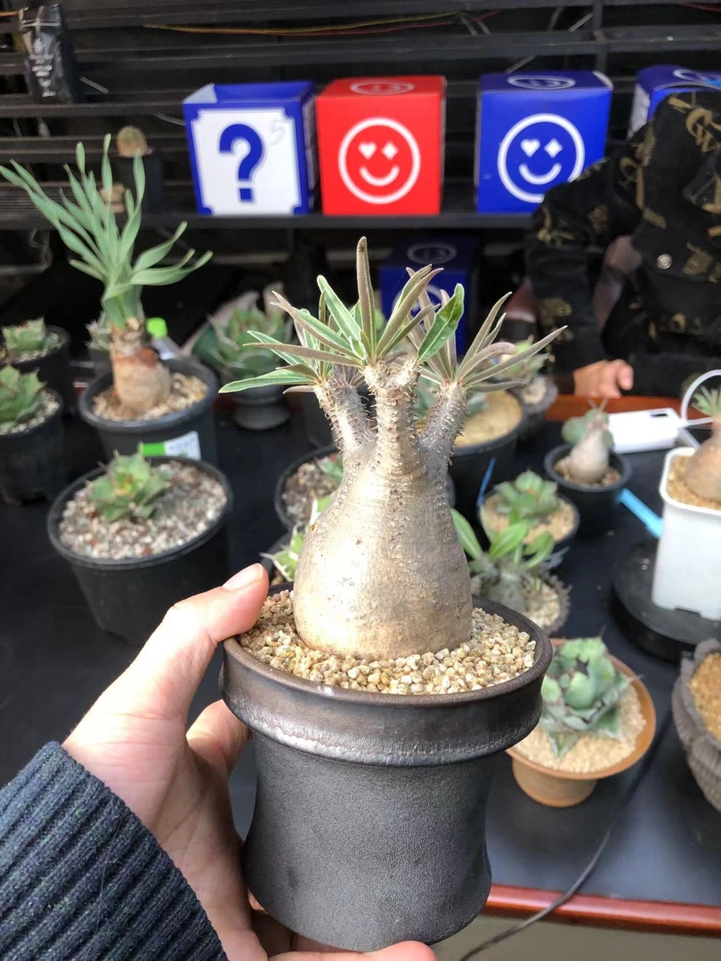 潮流植物块根植物 宫
