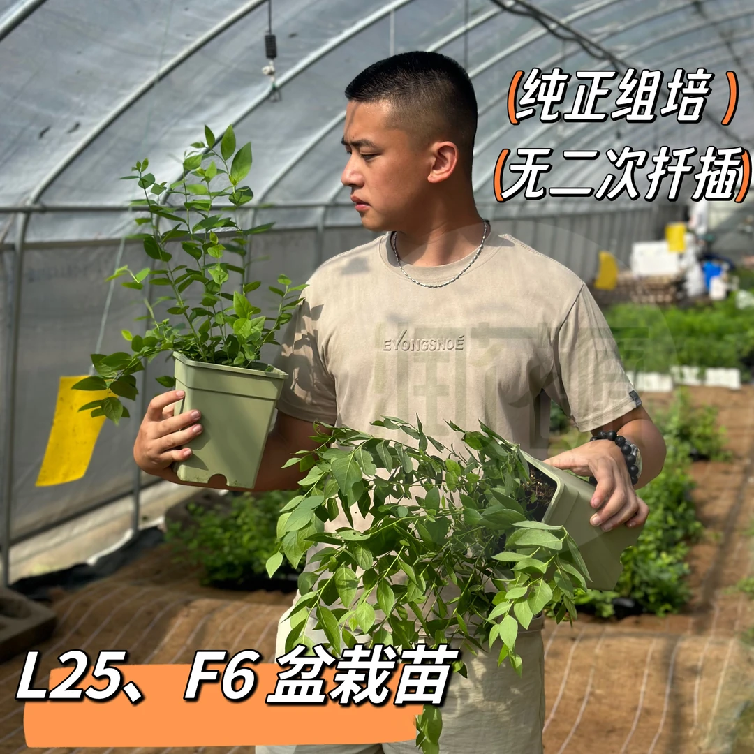 【L25、F6盆栽苗】 纯正组培无二次扦插 一加仑 商品性苗子 基地直发