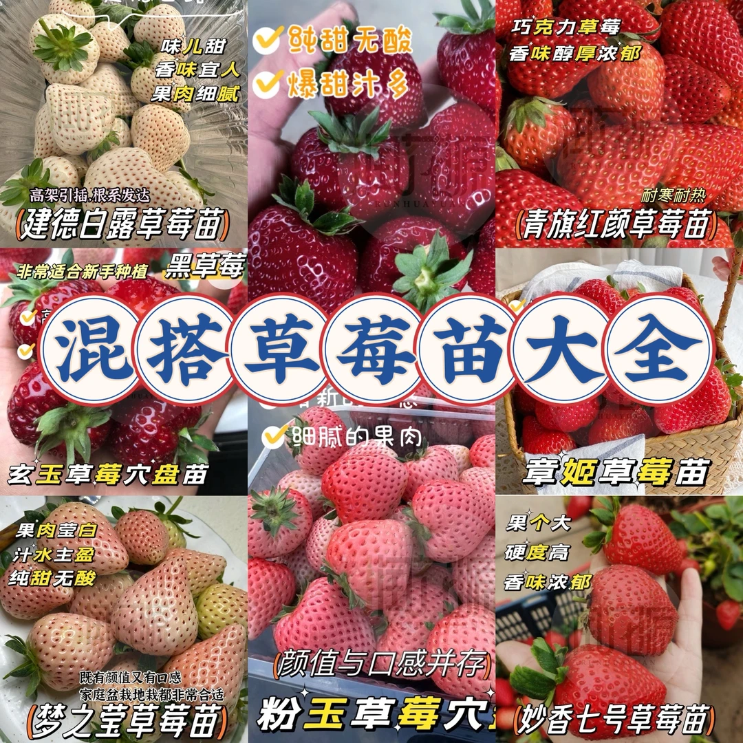 【混搭草莓苗大全】商品性苗子 满根 精包装