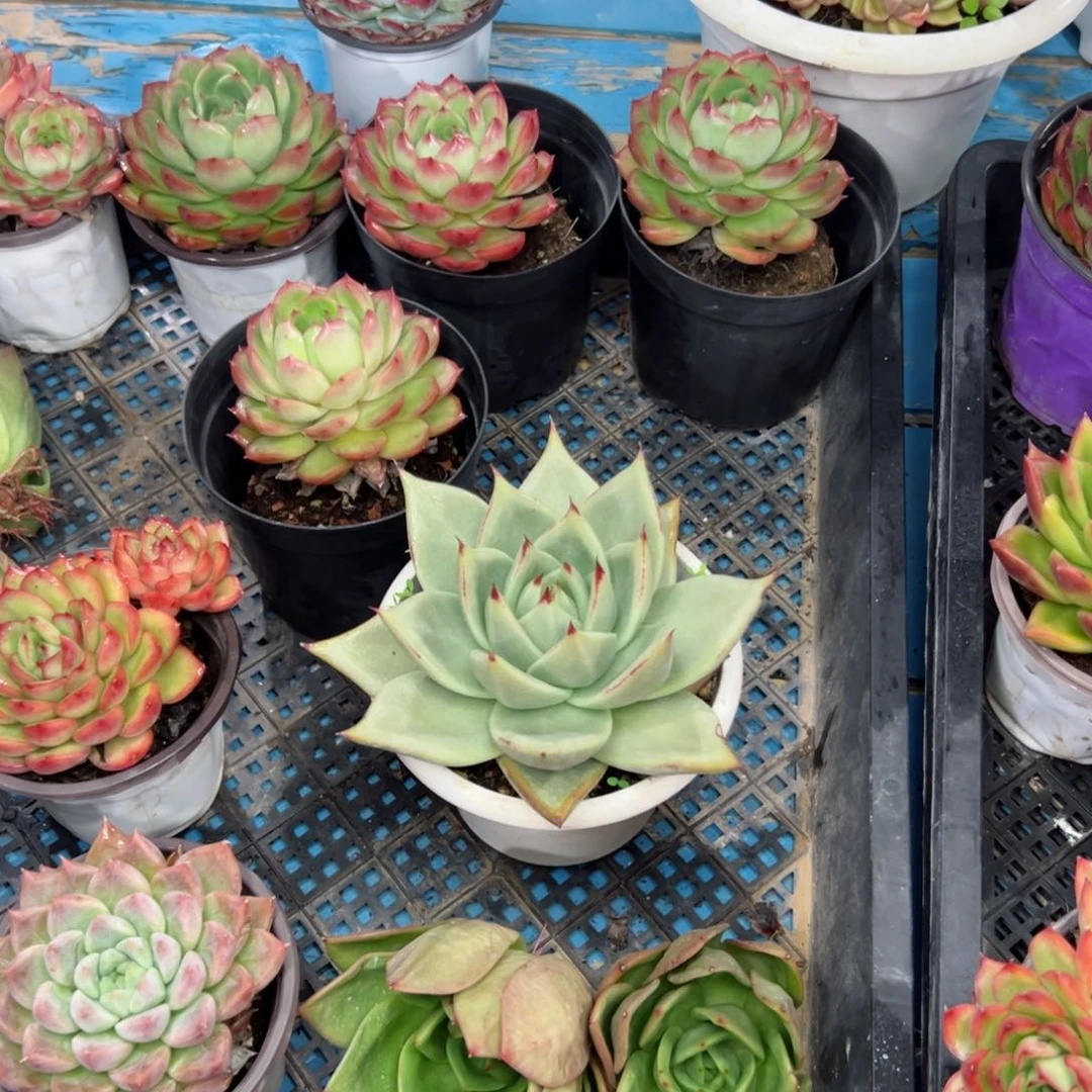 多肉植物一物一拍3