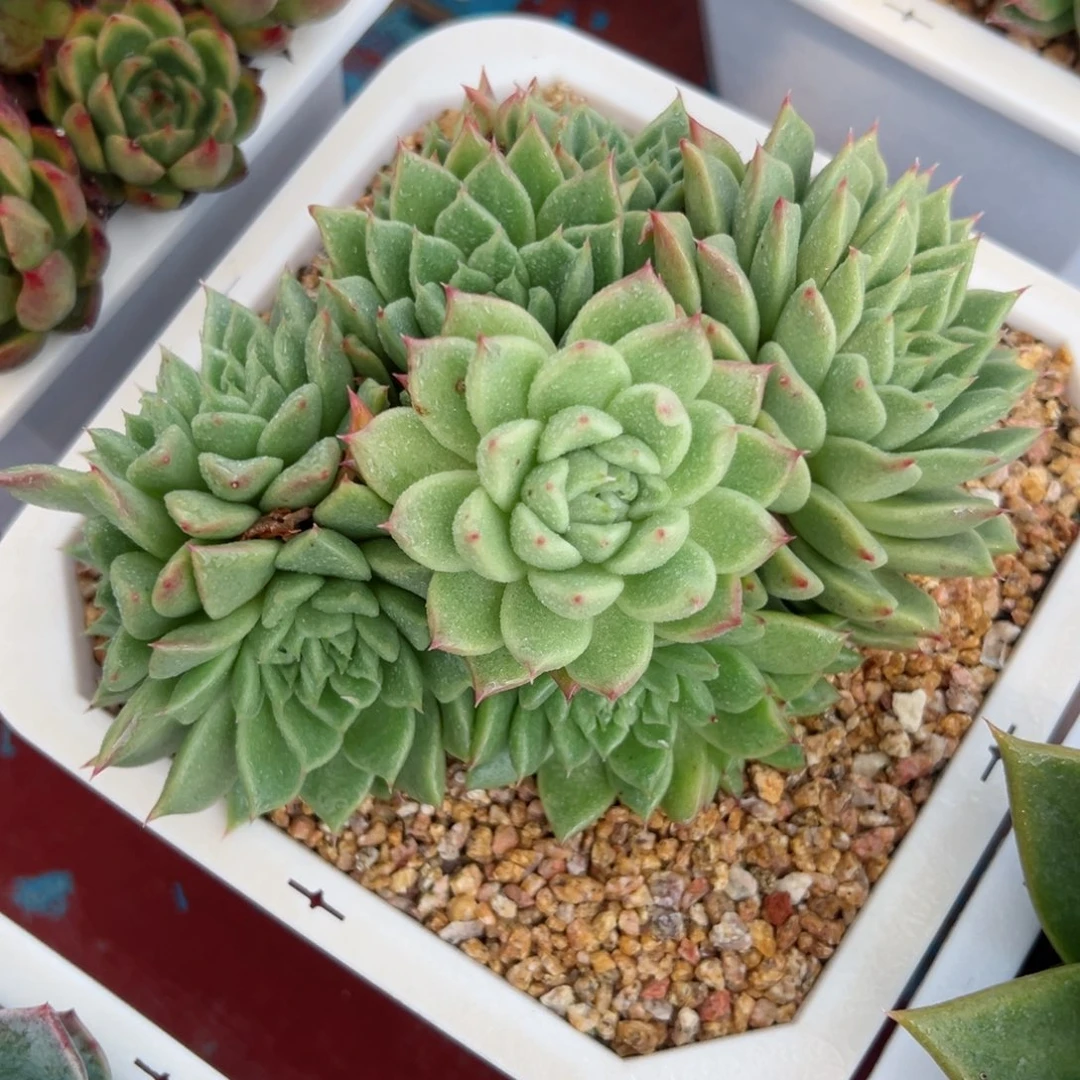 多肉植物一物一拍11