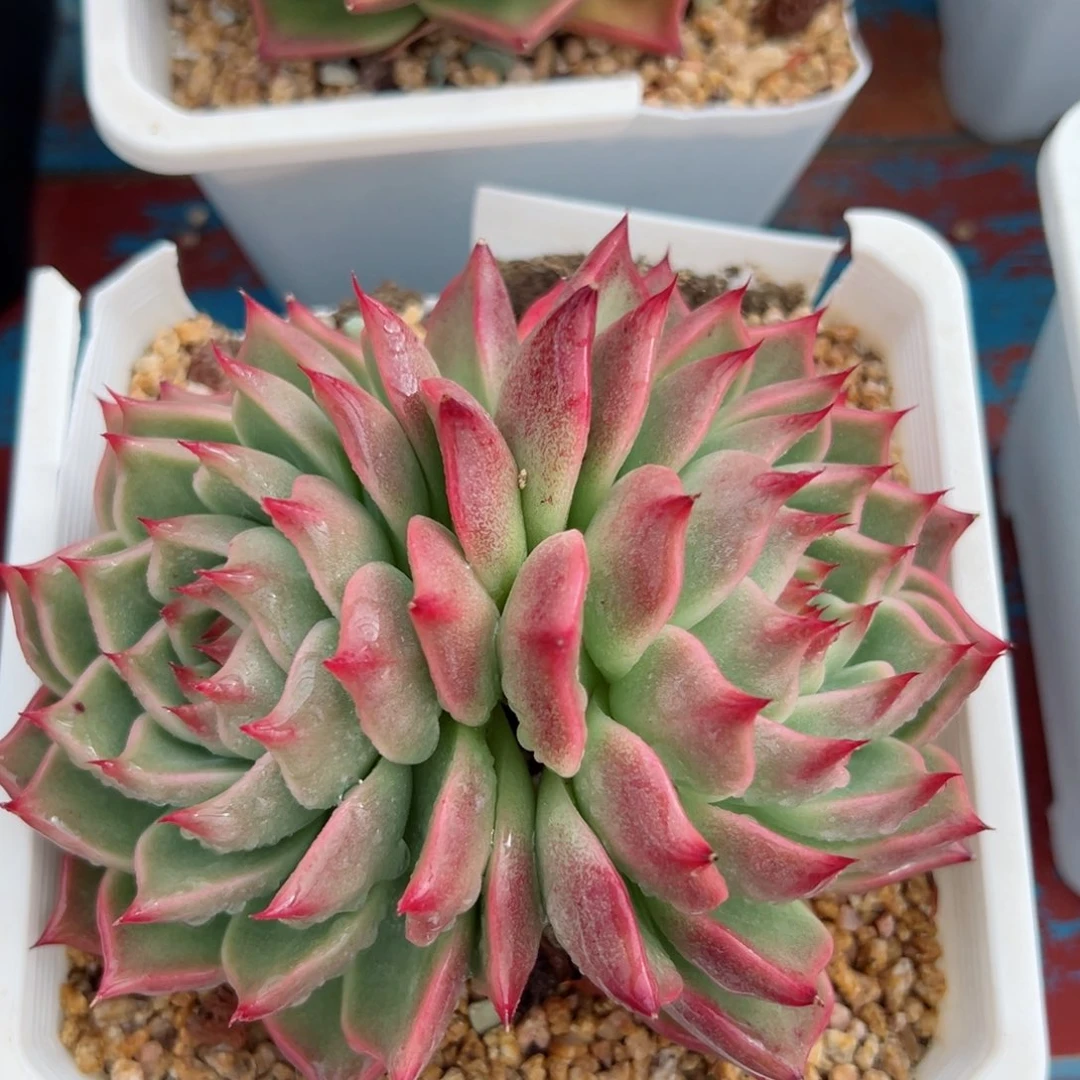 多肉植物一物一拍9