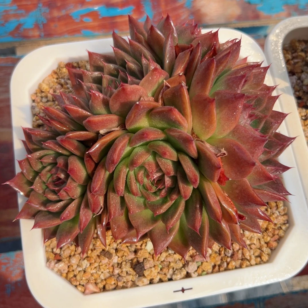 多肉植物一物一拍08