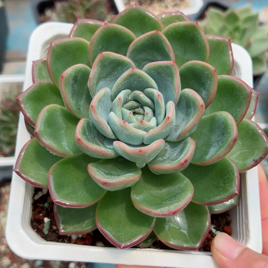 草莓泡芙. 多肉植物一物一拍10