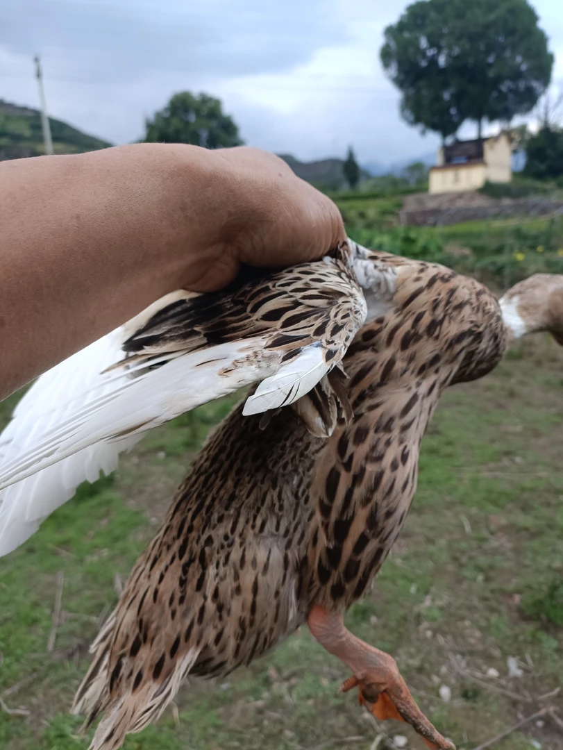 农村散养二年老鸭毛重3.5斤