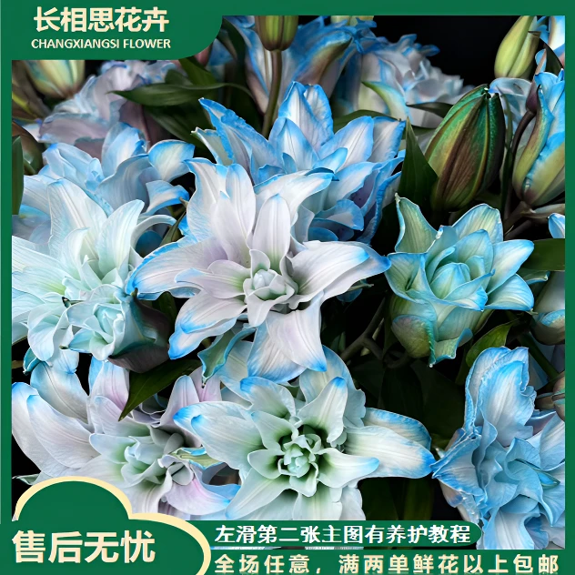 【双11好物】星空百合  全场任意满两单及以上鲜花包邮