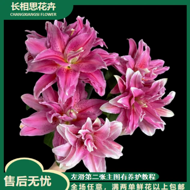 红美人重瓣百合 生花苞小 全场任意满两单及以上鲜花包邮