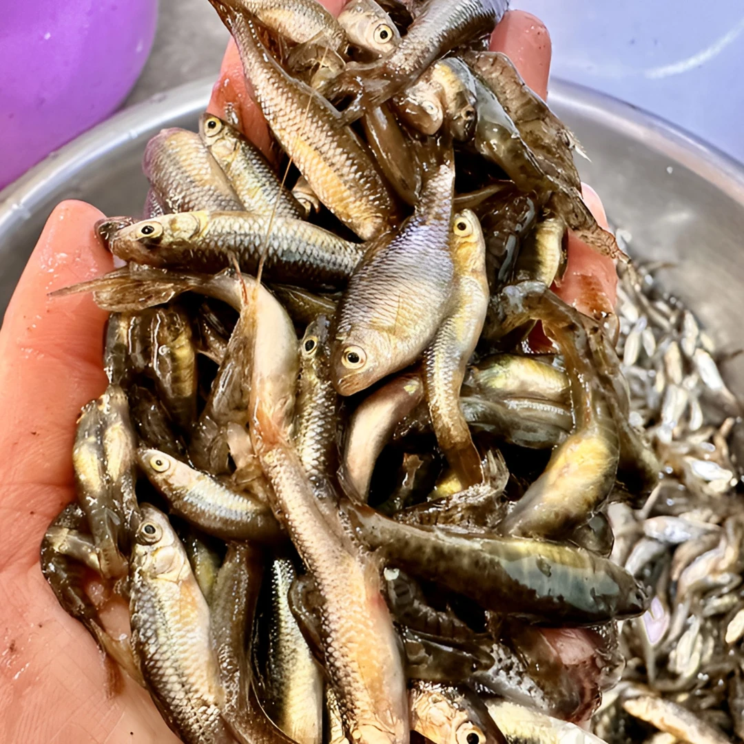 黑龙江冷水小杂鱼，油炸红烧酱炖下饭菜！