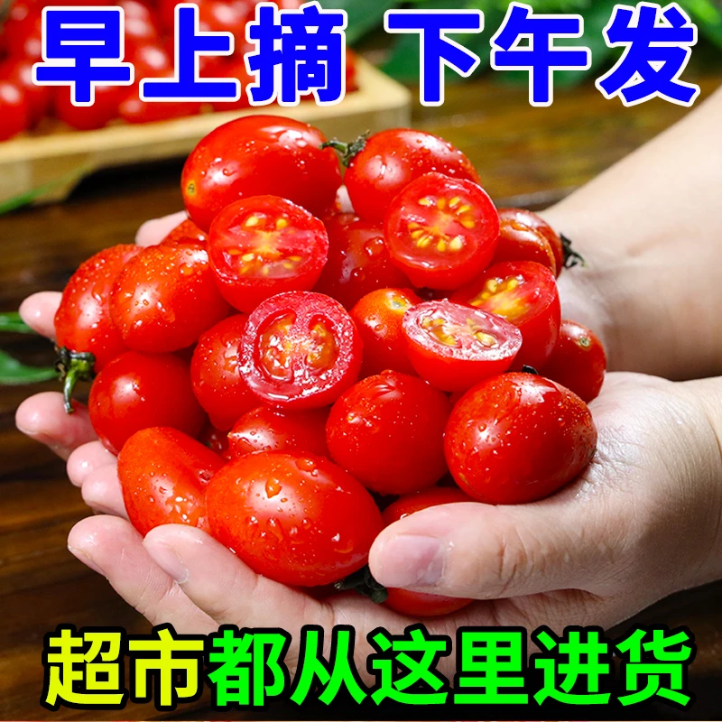 广西圣女果 水果新鲜早餐生吃应季千禧小番茄自然熟酸甜