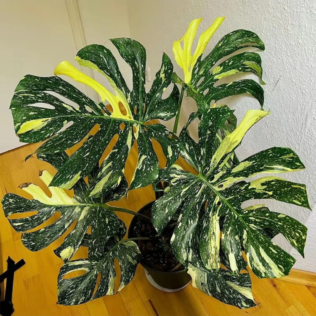 洒金培育龟背竹盆栽室内网红锦化热带植物自然鲜活实物发货土壤