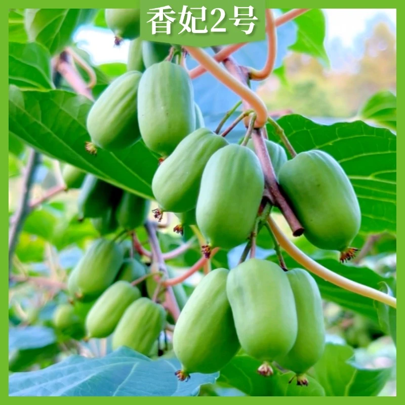 【香妃2号】 软枣猕猴桃/奇异莓/2-3年嫁接！！！！不是果是树