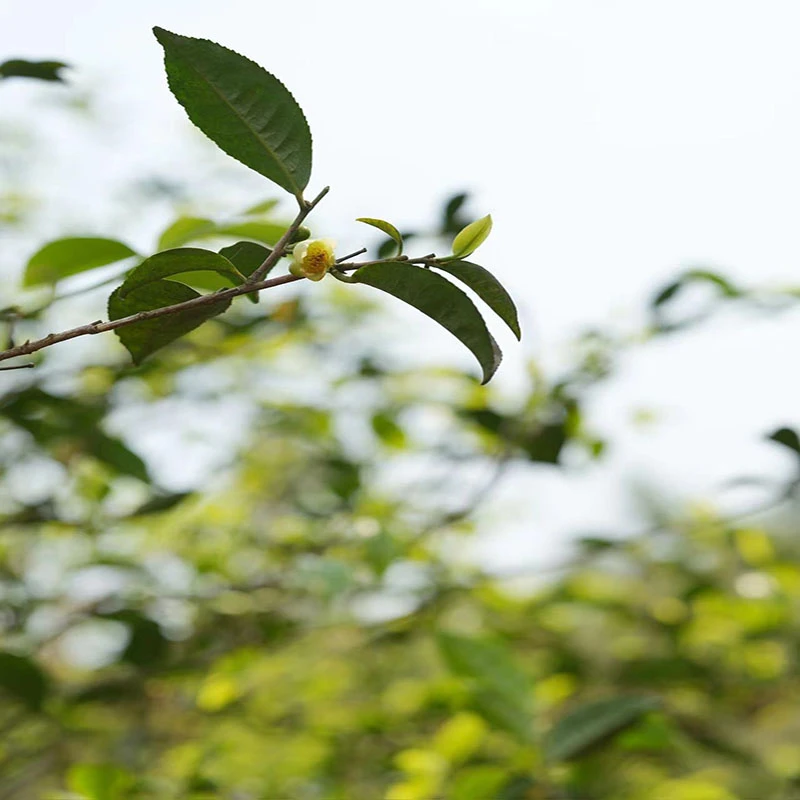 【茶山小原】2023年勐海味 头春 普洱茶生茶砖200g