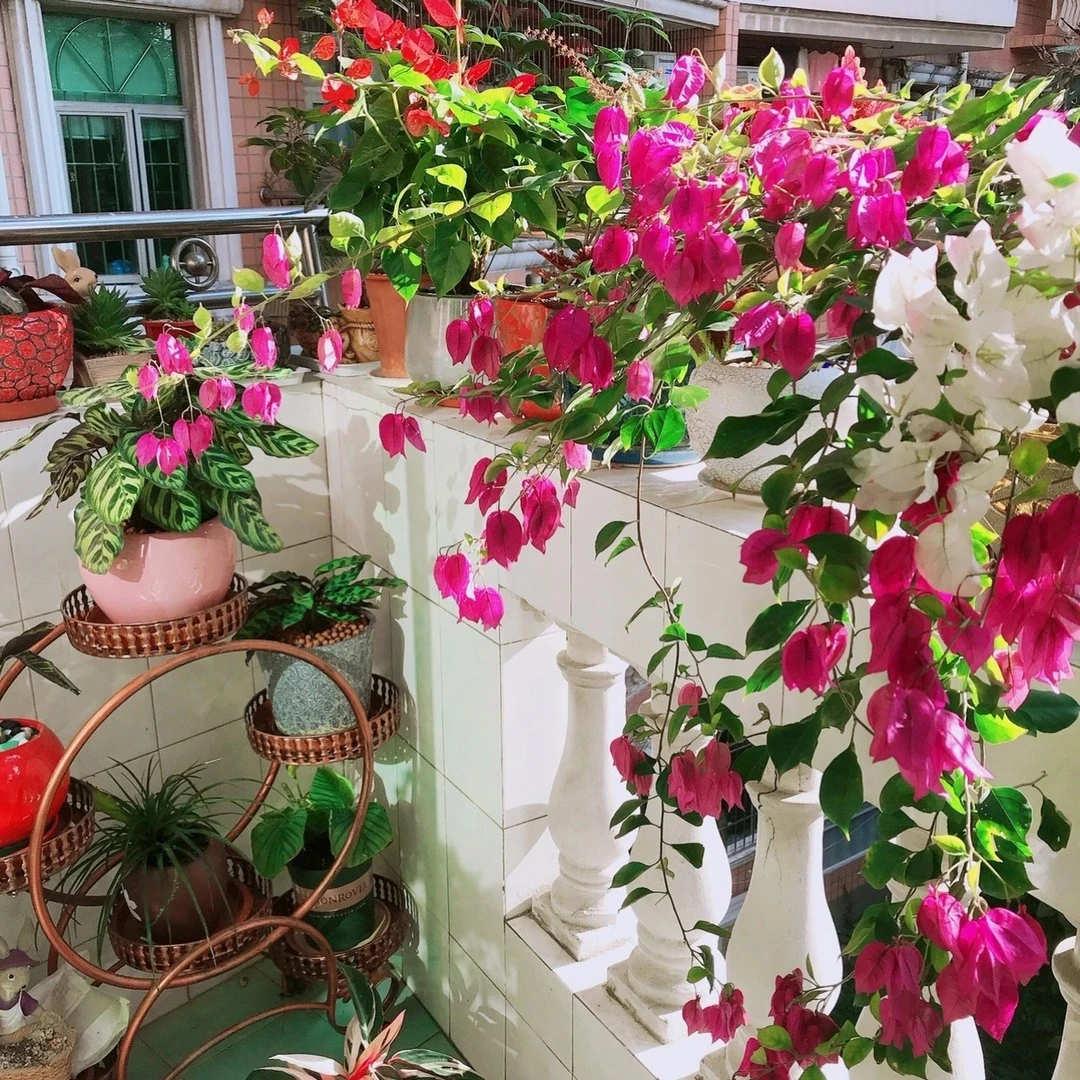 三角梅四季鲜花开花植物勤花好养活（一物一拍）花卉花卉盆栽室内