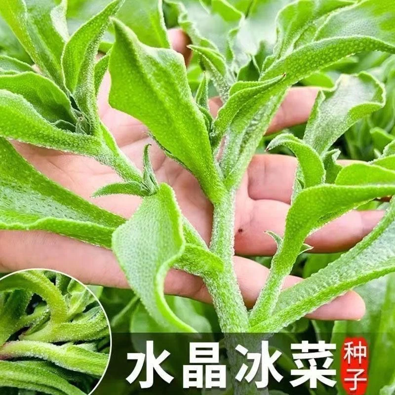 【满5包邮送1】冰菜种子四季种植长寿菜营养高钙冻不死易种高产冰草
