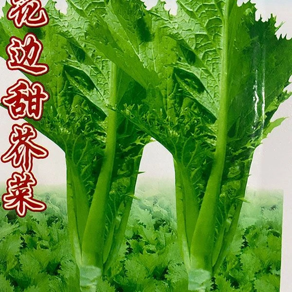 花边甜芥菜种子农家甜芥菜青菜蔬菜种籽叶子菜阳台易种四季播耐寒