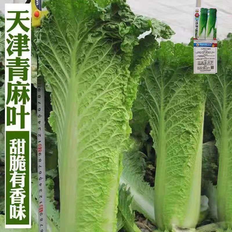 【满5包邮】天津大青麻绿叶白菜种子高产抗病高筒老白菜秋白菜种子