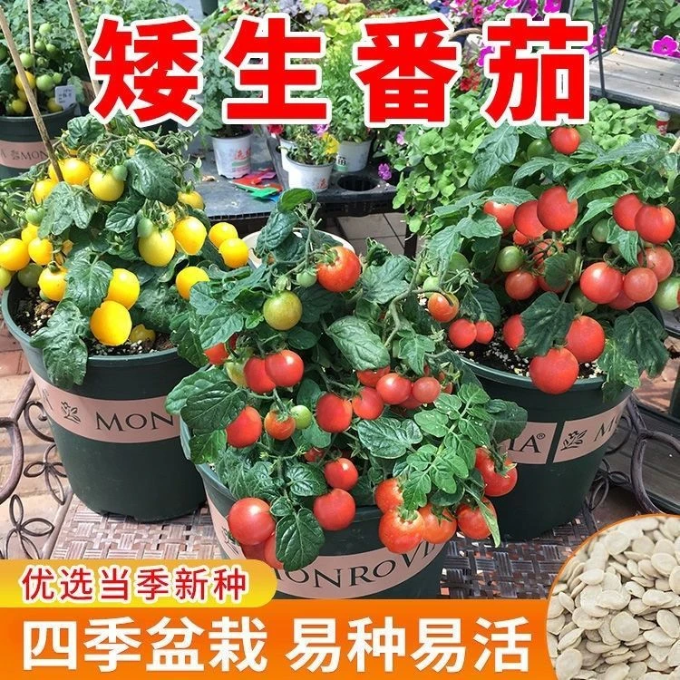 矮生小番茄盆栽番茄蔬菜种孑早熟小西红柿农家四季春阳台水果种子