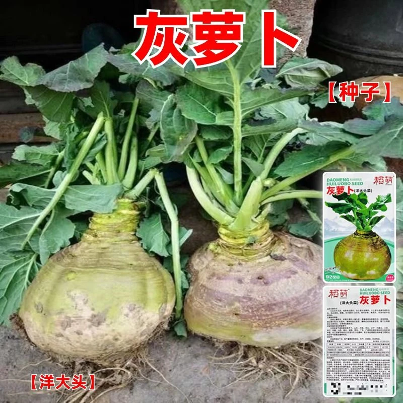 【满5包邮送1】灰萝卜洋大头菜种子大号温岭灰萝卜种子洋大头菜种子