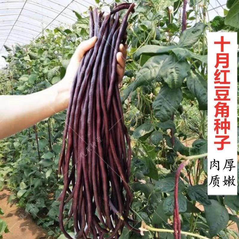 十月红晚秋红豆角种子红豇豆籽长豆角夏秋季中晚熟耐热蔬菜种子