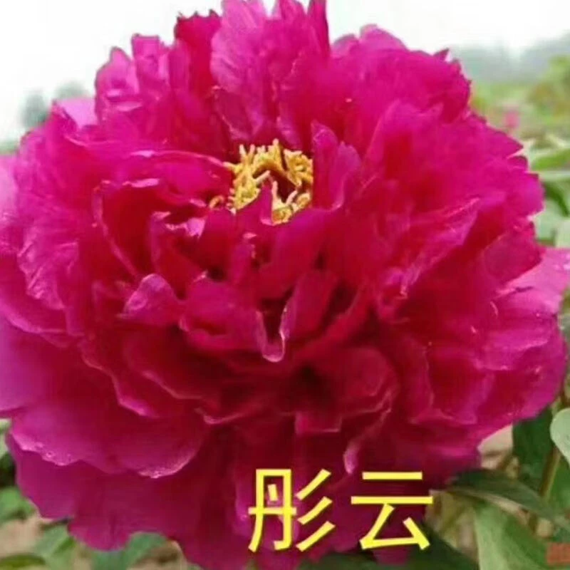 精品仙桃牡丹六年老桩