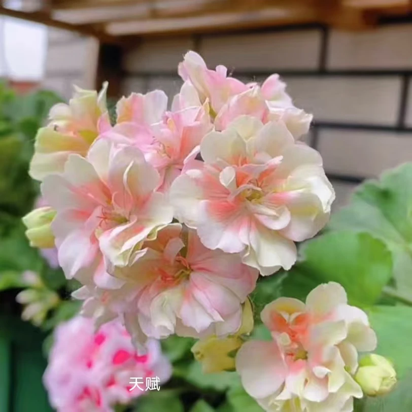 【天赋】直立重瓣天竺葵