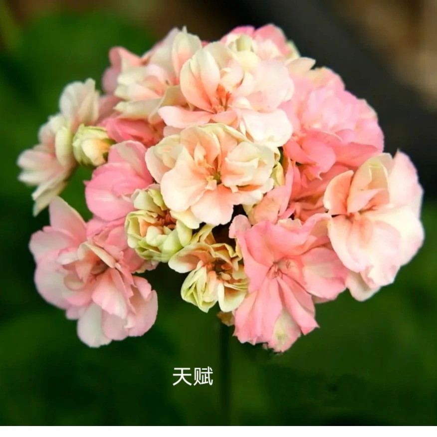 新品重瓣大花天竺葵盆栽花苗花卉绿植庭院阳台四季开花不断