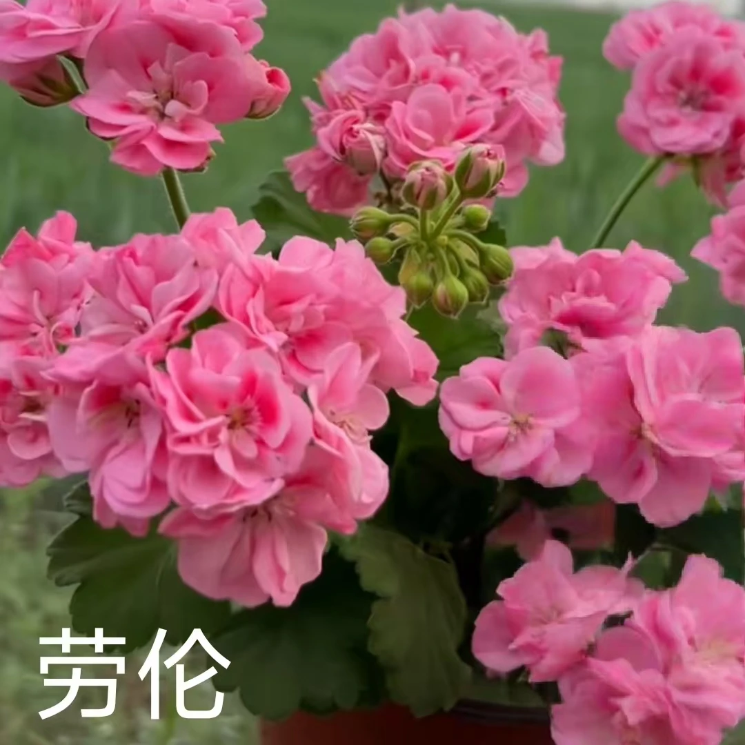 【劳伦】直立重瓣天竺葵